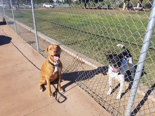 Dog Park at Paradise Valley Park photo 1